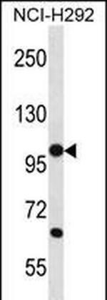 PCDHB12 Antibody in Western Blot (WB)