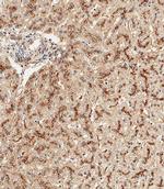 GAA Antibody in Immunohistochemistry (Paraffin) (IHC (P))