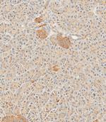 SFRP5 Antibody in Immunohistochemistry (Paraffin) (IHC (P))