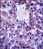 UBE2W Antibody in Immunohistochemistry (Paraffin) (IHC (P))