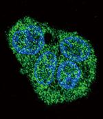 SFTPC Antibody in Immunocytochemistry (ICC/IF)