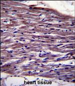 UNC45B Antibody in Immunohistochemistry (Paraffin) (IHC (P))