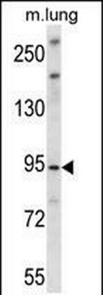 UNC45B Antibody in Western Blot (WB)