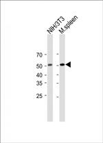 MLKL Antibody in Western Blot (WB)