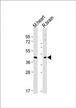 GPR30 Antibody in Western Blot (WB)