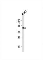 DRD2 Antibody in Western Blot (WB)