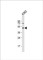 DRD2 Antibody in Western Blot (WB)