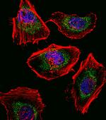 SOX4 Antibody in Immunocytochemistry (ICC/IF)