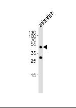 OCT4 Antibody in Western Blot (WB)