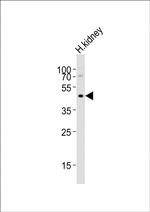 NPY2R Antibody in Western Blot (WB)