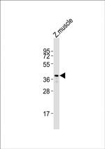 Rhodopsin Antibody in Western Blot (WB)