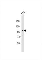 ATG9A Antibody in Western Blot (WB)