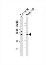 LIN28A Antibody in Western Blot (WB)