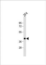 OCT4 Antibody in Western Blot (WB)