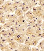 ENT2 Antibody in Immunohistochemistry (Paraffin) (IHC (P))