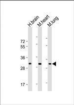 CH25H Antibody in Western Blot (WB)