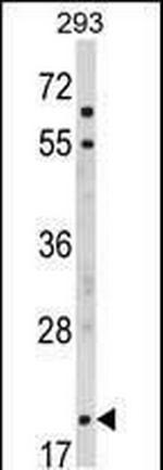 MOBP Antibody in Western Blot (WB)