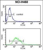 Kir2.1 (KCNJ2) Antibody in Flow Cytometry (Flow)