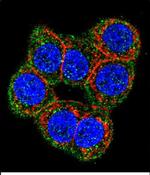 CBS Antibody in Immunocytochemistry (ICC/IF)