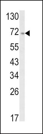 ATF6 Antibody in Western Blot (WB)