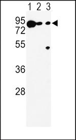 DCT Antibody in Western Blot (WB)