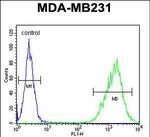 TAZ Antibody in Flow Cytometry (Flow)