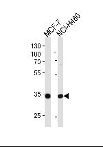 TAZ Antibody in Western Blot (WB)