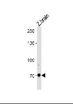 ARNT2 Antibody in Western Blot (WB)