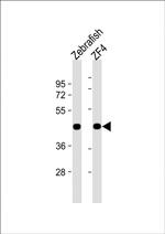 beta Actin Antibody in Western Blot (WB)