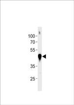 beta Actin Antibody in Western Blot (WB)