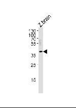 HEY2 Antibody in Western Blot (WB)