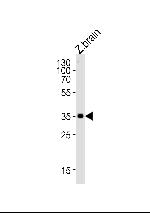 GNB1 Antibody in Western Blot (WB)