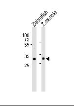 AFMID Antibody in Western Blot (WB)