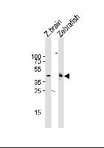 p38 MAPK gamma Antibody in Western Blot (WB)