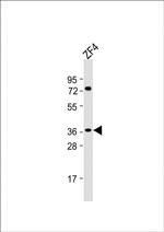 HEY2 Antibody in Western Blot (WB)