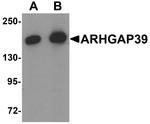 KIAA1688 Antibody in Western Blot (WB)