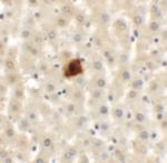 EI24 Antibody in Immunohistochemistry (Paraffin) (IHC (P))