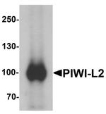 PIWIL2 Antibody in Western Blot (WB)