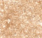 RAPGEF4 Antibody in Immunohistochemistry (Paraffin) (IHC (P))