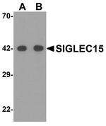 SIGLEC15 Antibody in Western Blot (WB)