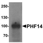 PHF14 Antibody in Western Blot (WB)