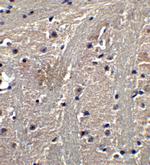 TET1 Antibody in Immunocytochemistry (ICC/IF)