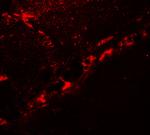 DCANP1 Antibody in Immunohistochemistry (Paraffin) (IHC (P))