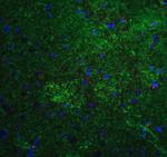 MFN2 Antibody in Immunohistochemistry (Paraffin) (IHC (P))