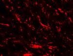 MFN2 Antibody in Immunohistochemistry (Paraffin) (IHC (P))