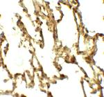 ATG4C Antibody in Immunohistochemistry (Paraffin) (IHC (P))