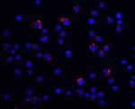 LIN54 Antibody in Immunocytochemistry (ICC/IF)