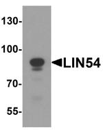 LIN54 Antibody in Western Blot (WB)