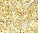 Vezatin Antibody in Immunohistochemistry (Paraffin) (IHC (P))