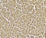 XKR8 Antibody in Immunohistochemistry (Paraffin) (IHC (P))